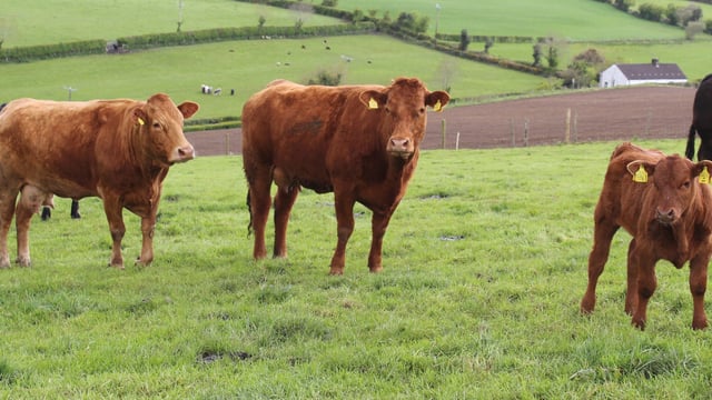 Sucklers are the future on Co. Tyrone farm