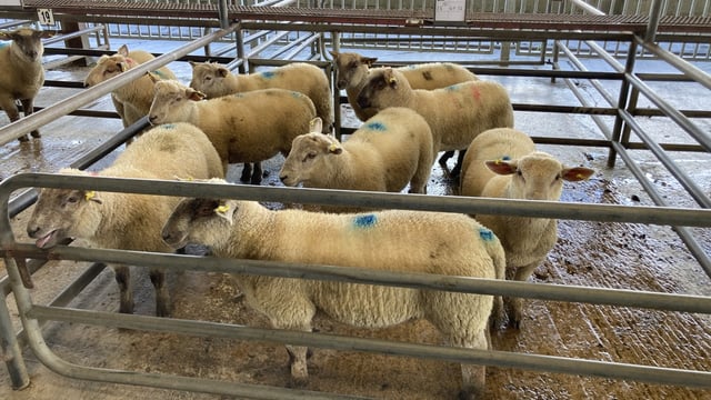 Spring lamb and hogget prices on the rise at marts in GB