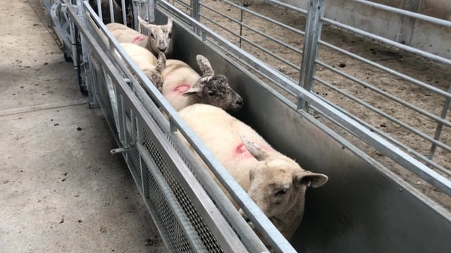 Wormer resistance found on 98% of farms – study finds in Wales