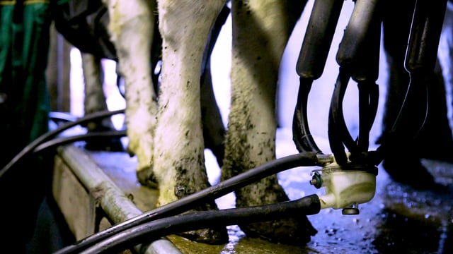 NI milk price round-up: Top base price for April hits 29.8p/L