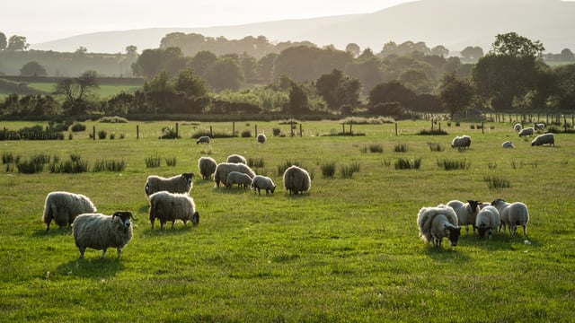 ‘Quarantine drench critical in light of ever-growing drench resistance’
