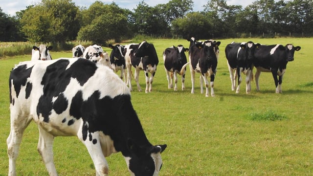 Grazing targets for replacement dairy heifers
