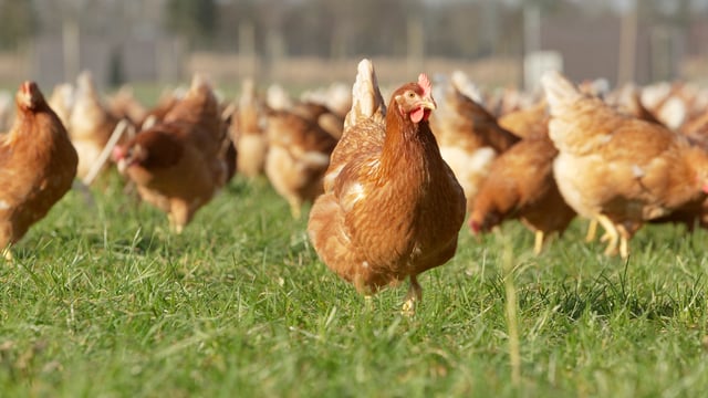 Protect people and poultry from red mite this summer