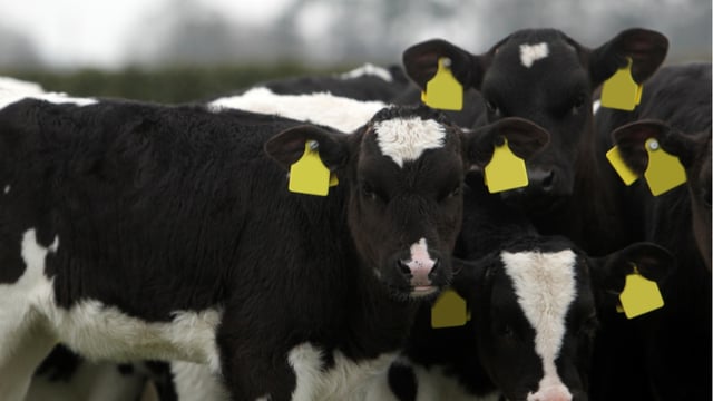 US scientists create vaccine ‘cocktail’ to protect cattle against Johne’s disease