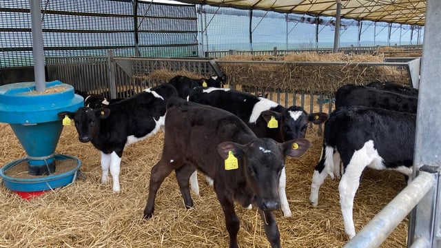 Boost calf daily liveweight gain this summer with ad-lib feeding