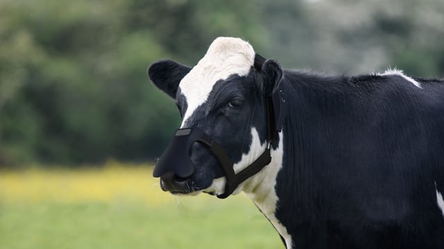 Tackling emissions through methane-reducing masks for cows