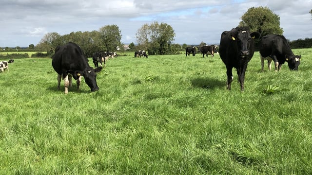 BVA welcomes Welsh animal health and welfare plan