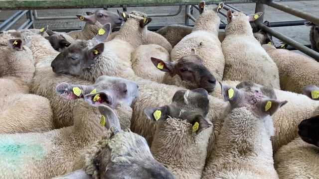 McAleer ‘seriously concerned’ at UK-Australia trade deal