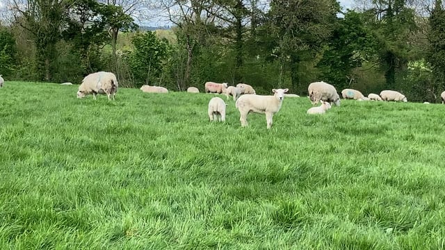 Sheep management: Blowfly control