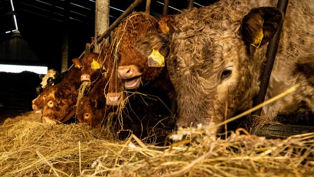 Rabobank: The factors driving ‘record prices’ in global beef market