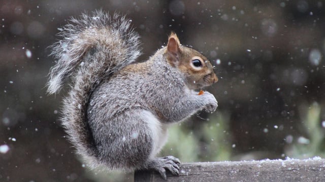 Invasive species costs UK £5 billion over last 5 decades 40-50 years