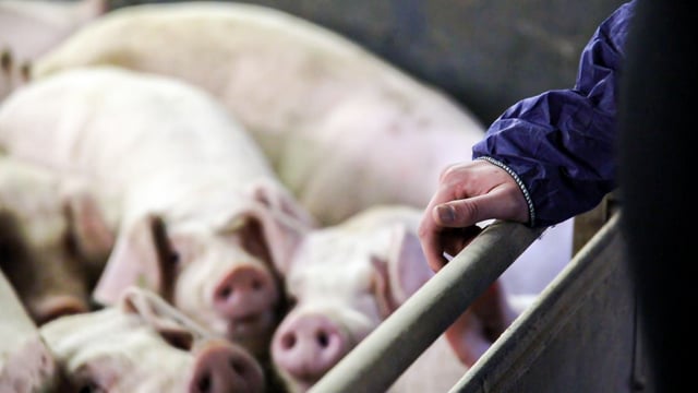 Defra aims to future-proof pig sector against African Swine Fever