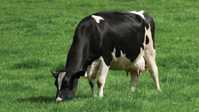 GDT drops again to mark consecutive 7 index falls