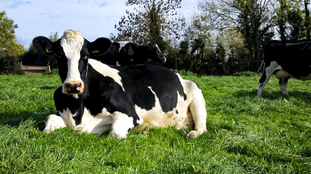 Study: Intensive grass management is ‘good farming’ in the dairy sector