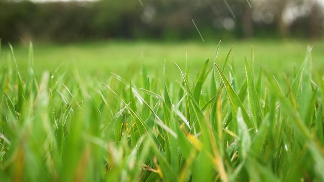 How does climate uncertainty impact crop yield?