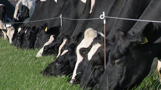 Strathroy clarifies its plans to deal with ‘peak milk’ supply