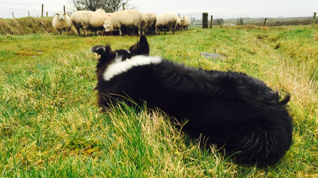 ‘World record’: Sheepdog pup sells for £10,600 in Wales