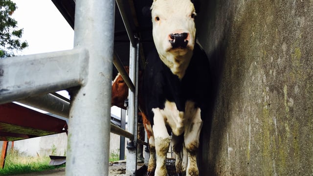NI’s draft TB strategy goes before Agriculture Committee in closed session