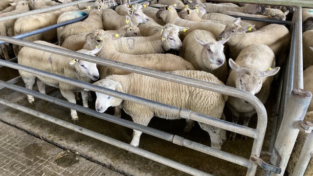Significant lamb price drop in NI is ‘very unreasonable’ – UFU