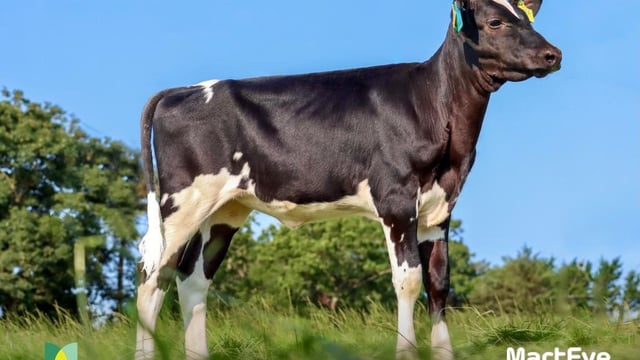 Video: 3-month old Holstein heifer sells for over £42,000