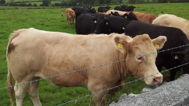 56% of NI prime cattle beef kill from suckler-bred stock