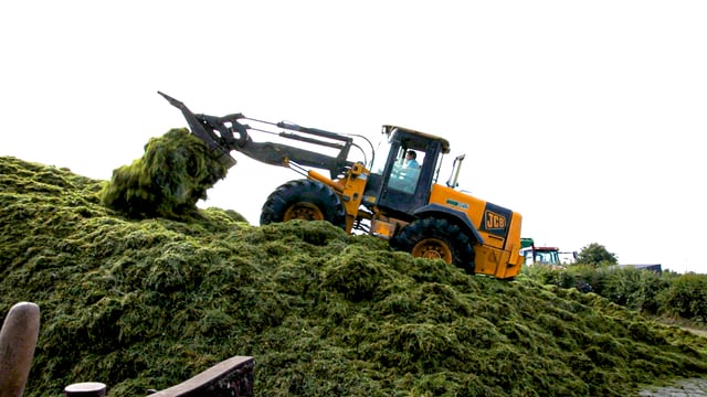 Fodder planning: Have you enough silage for this winter?