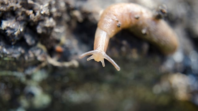 Room for improvement in slug control strategies