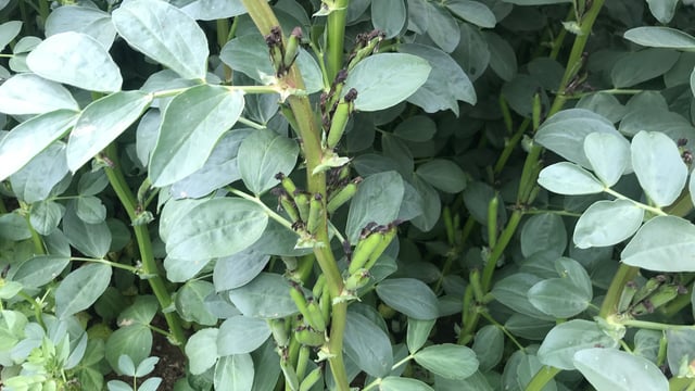 Year one of protein crop trial heavily subscribed in Northern Ireland