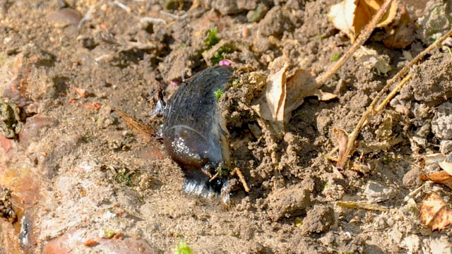 Farmers urged to watch for slug attacks after wet weather