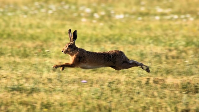 Southwest farmer highlights severity of hare coursing in rural England