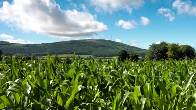 Global food commodity prices fall in July