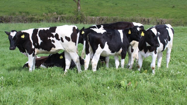 Research confirms the need for holistic approach to dairy nutrition