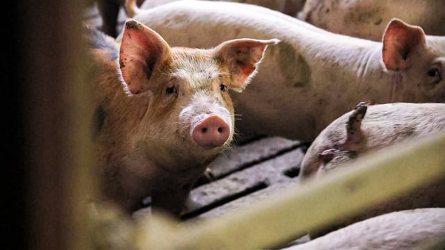 Pigs: England’s female breeding herd reaches record low