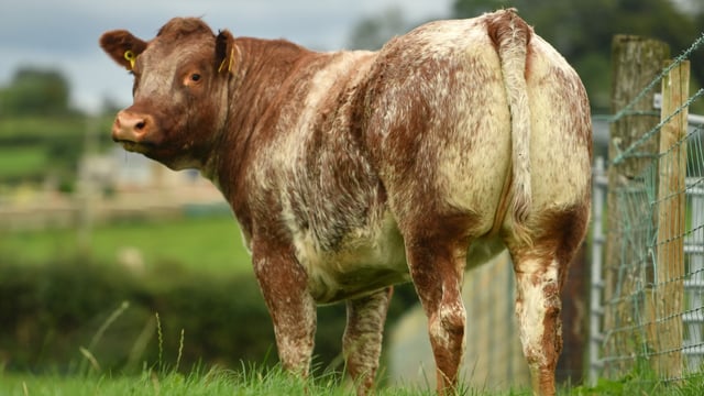 Balmoral Show: Chance to win roan heifer in NI Air Ambulance raffle
