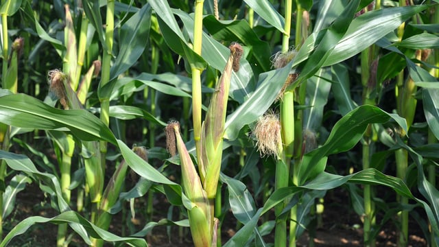 KWS launches new maize variety