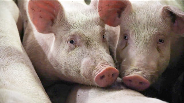 Pork crisis: NI’s pig backlog to reach 24,000 by mid-October