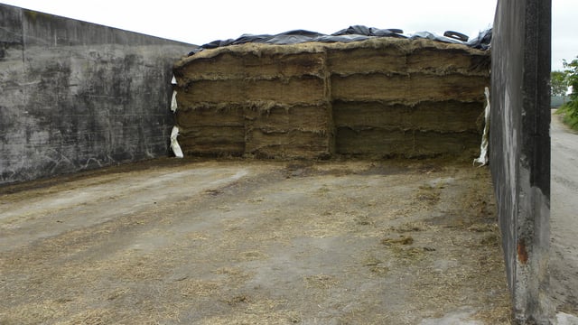 September’s to do list: Selecting sires, fodder budget and grass
