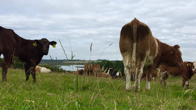 Scottish agriculture bill will ‘allow for a framework of payments’