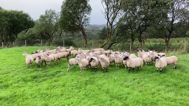 ‘Don’t let worms hinder the fertility of ewe lambs ahead of breeding’