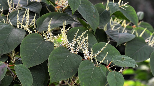 28% growth in Japanese Knotweed cases across the UK
