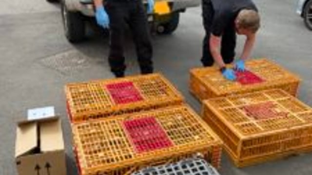 Yorkshire man jailed for 6 breaches of animal protection order