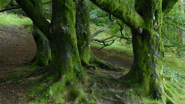 Agriculture, logging, and livestock farming top threats to world’s trees – report