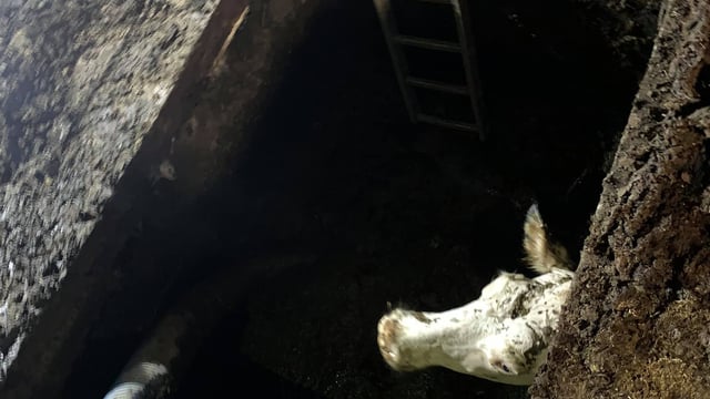 Four cows rescued from slurry pit in Cumbria