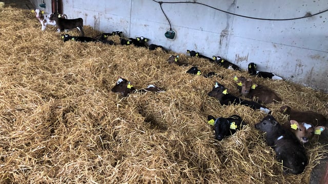 Autumn-calving: Clinical signs of pneumonia in calves