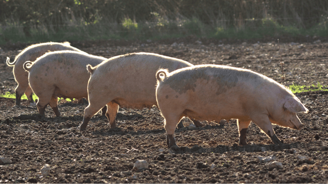 Confidential helpline set up to support pig industry