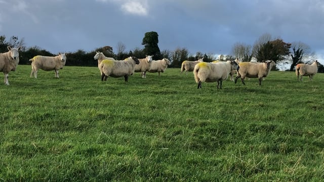 Closing up ground to ensure grass is available for next spring