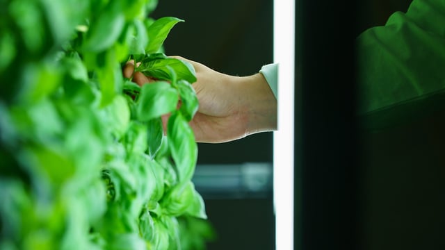 60% of urban dwellers want to grow their own produce