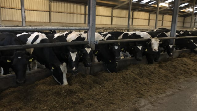 Grouping cows is key to achieving good feed efficiency