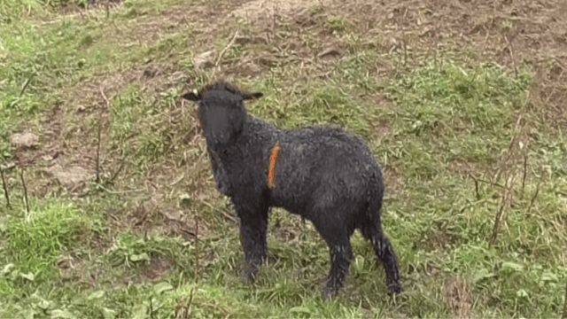 Father and son jailed for ‘shocking’ animal cruelty on Cornwall farm