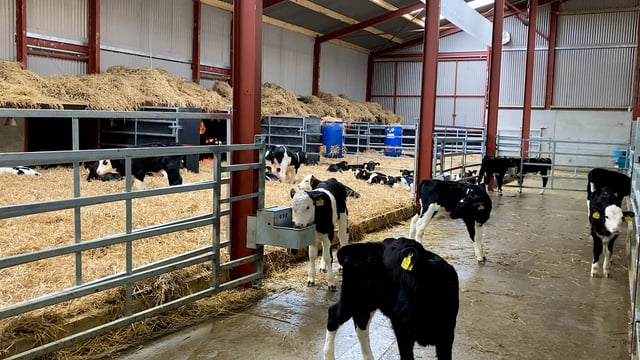 Is your calf housing up to par?